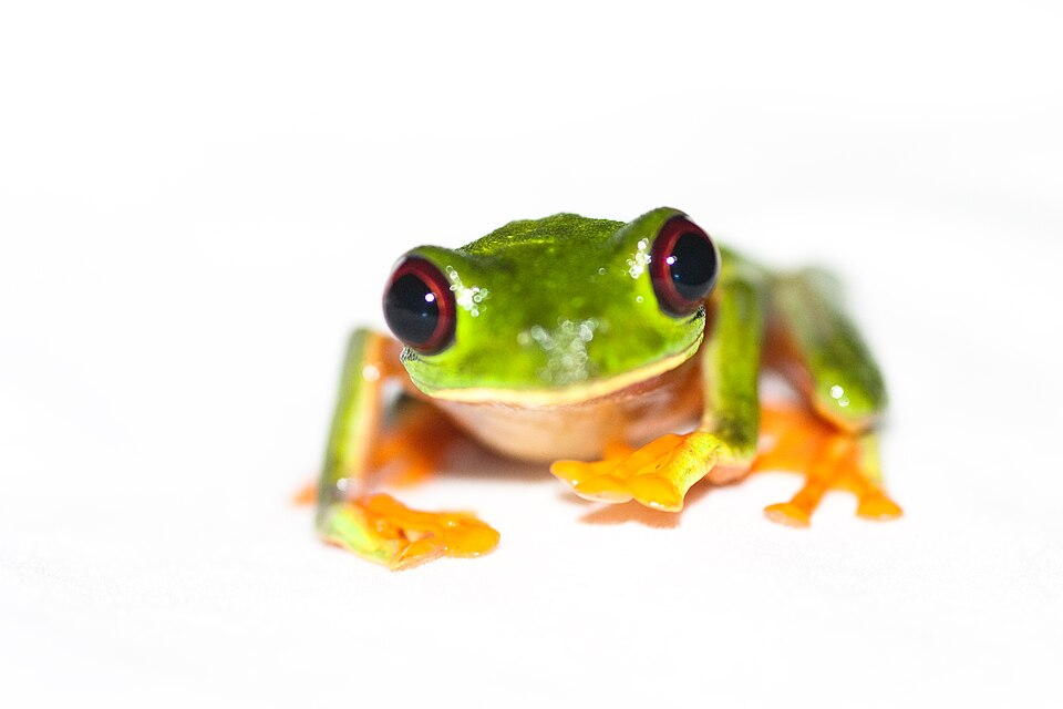 A frog sitting calmly on the ground